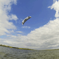 Flachwasserfliegerei | 26.7.2015