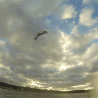 kite17_saisonstart_4jan_2_05.gif 