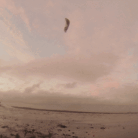 kite17_schausiabend_23nov.gif 