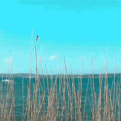 kite23_schausende24maerz_1b.gif